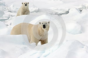 IJsbeer, Polar Bear, Ursus maritimus