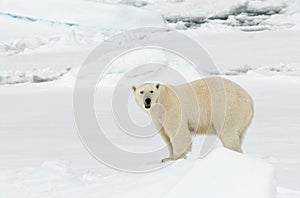 IJsbeer, Polar Bear, Ursus maritimus