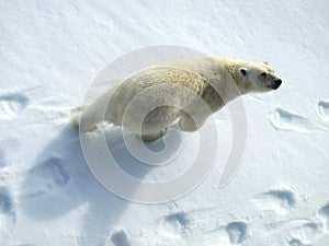 IJsbeer, Polar Bear, Ursus maritimus