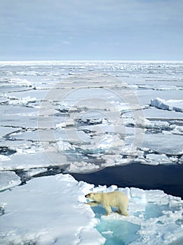 IJsbeer, Polar Bear, Ursus maritimus