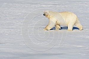 IJsbeer, Polar Bear, Ursus maritimus