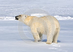 IJsbeer, Polar Bear, Ursus maritimus