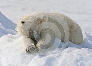 IJsbeer, Spitsbergen; Polar Bear, Svalbard