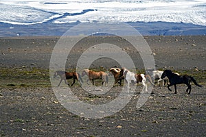 Trotting Icelandic horses. photo