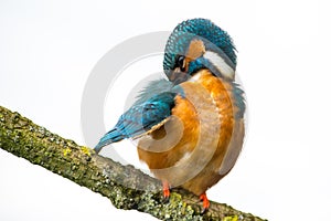 IJsvogel, Common Kingfisher, Alcedo Atthis