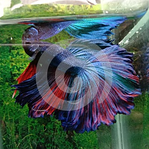 Ikan cupang merah biru jantan red blue betta fish