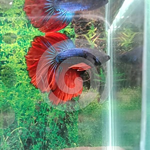 Ikan cupang multicolors betta fish