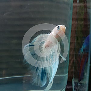 Ikan cupang putih jantan white betta fish