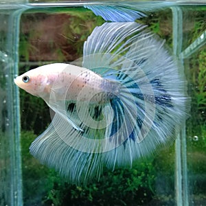 Ikan cupang white biru jantan white blue betta fish