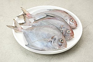 Ikan Dorang or Ikan Bawal Putih