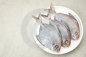 Ikan Dorang or Ikan Bawal Putih photo
