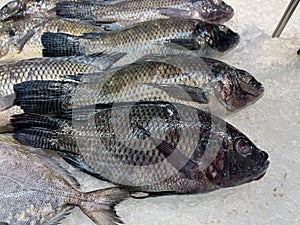 Ikan mujair photo