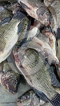 Ikan Mujair or Tilapia fish or died fish in the traditional market photo
