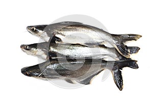 Ikan Patin or Silver Catfish or Iridescent shark fish or scientific name Pangasius Sutchi