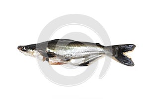 Ikan Patin or Silver Catfish or Iridescent shark fish or scientific name Pangasius Sutchi photo