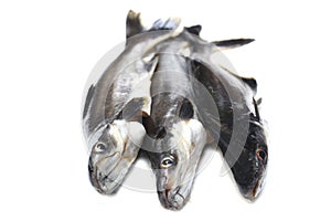 Ikan Patin or Silver Catfish or Iridescent shark fish or scientific name Pangasius Sutchi photo