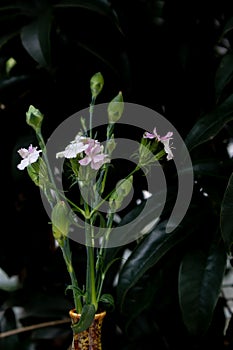 ikebana-Dianthus-Fresh cut flowers