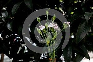 Ikebana-Dianthus-Fresh cut flowers