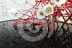 ikebana of red twigs and white flowers in a flat vase with water