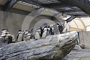 Ikebukuro Sunshine aquarium Penguin