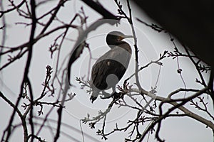 Il cormorano sull'albero