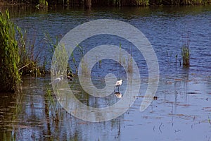 uccello solitario in mezzo al lago photo