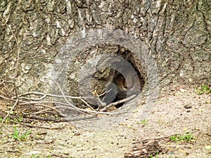 il nascondiglio del gatto