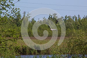 il volo di un uccello in mezzo al lago photo