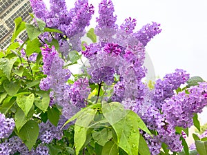 ÃÂ¼ilac bushes Spring Blooming . Spring background