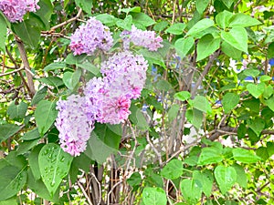 ÃÂ¼ilac bushes Spring Blooming . Spring background