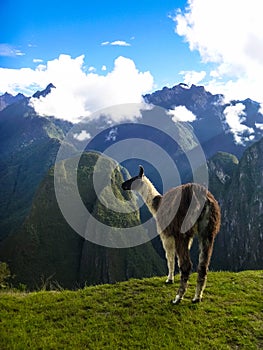 Ilama in the legendary mountains of Macchu Picchu