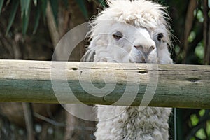 Ilama peering over the wooden fence