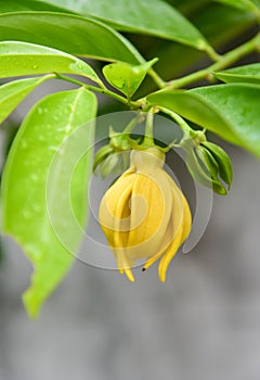 Ilang-ilang flower on tree