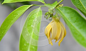 Ilang-ilang flower on tree