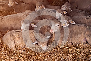 Ile de France sheep flock in pen on livestock farm photo