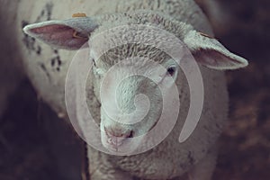 Ile de France sheep lamb in pen on livestock farm photo