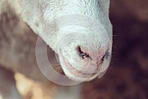 Ile de France sheep nose close up photo