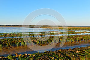 Ile de RÃ© oyster banks in the sea