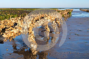Ile de RÃ© oyster banks in the sea