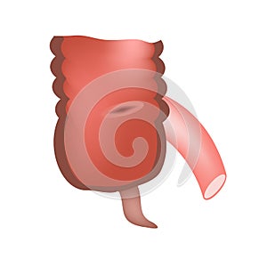 Ileocecal angle. Ileocecal valve. Bauginiev s damper. The ileum, the Cecum, the Apendix. Colon. Infographics. Vector illustration photo