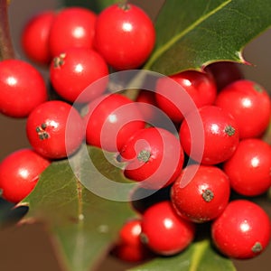 Ilex aquifolium