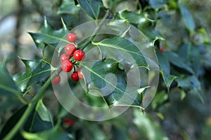 Ilex aquifolium