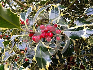 Ilex aquifolium `Argentea Marginata`