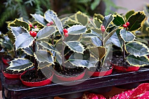 Ilex aquifolium or Christmas holly berry plant with green foliage and decorative red berries in small pots on the shelve at greek