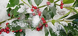 Ilex Aquifolium and snow
