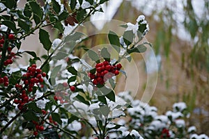 Ilex aquifolium under the snow in December. Berlin, Germany