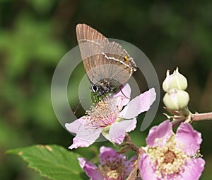 Ilex hairstreak butterfly