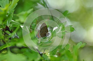 Ilex Hairstreak butterfly photo