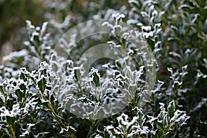 Ilex hedge with hoarfrost as a close up