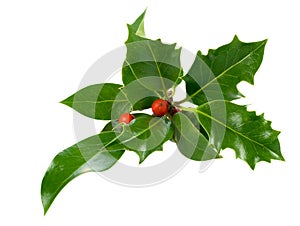 Ilex,holly,christmas decoration